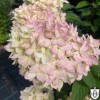 Hydrangea paniculata 'Magical Candle' - Aedhortensia 'Magical Candle' C2/2L